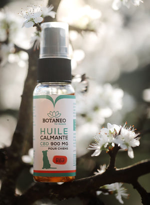 Huile CBD Chien - Boeuf