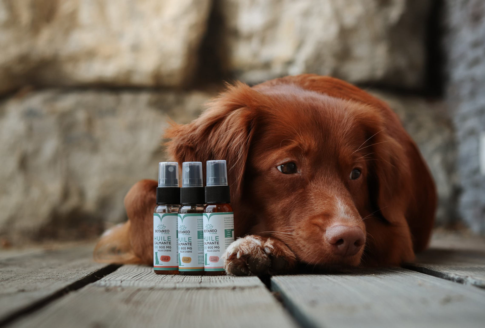 Huile CBD Chien - Poulet