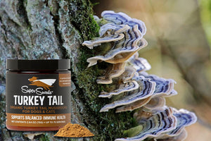 TURKEY TAIL - Complexe maladies chroniques/cancers et allergies