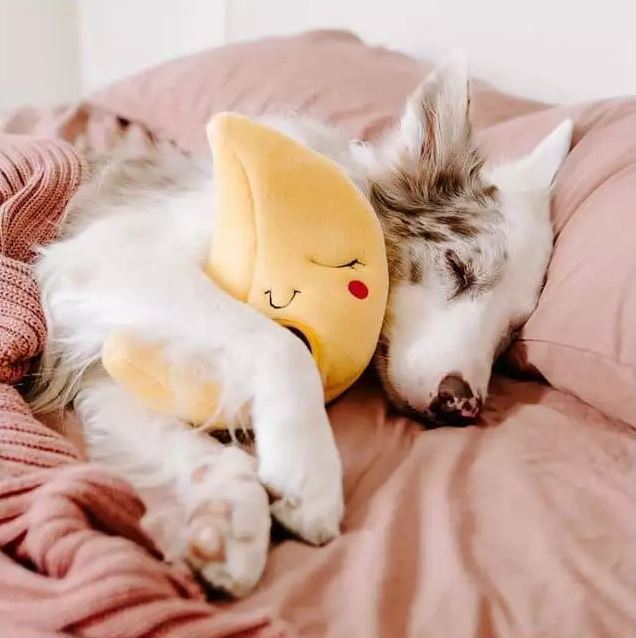 Lune et Étoiles Zippy Paws